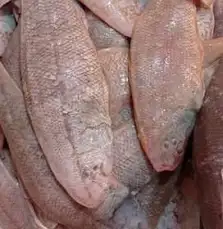 تصویر 2 از قیمت خرید عمده ماهی زبون